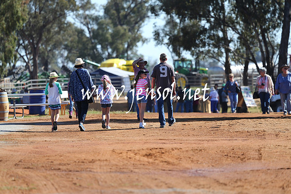 BarellanHeavyHorses2014_0134