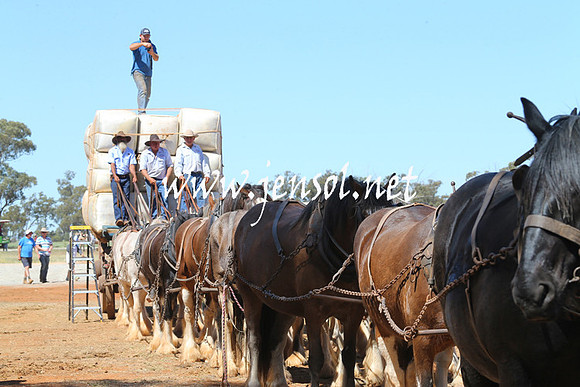 BarellanHeavyHorses2014_0094