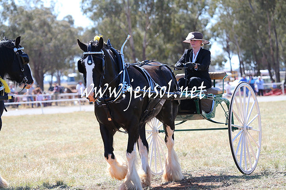 BarellanHeavyHorses2014_0193