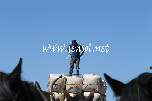 BarellanHeavyHorses2014_0099