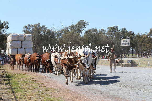 BarellanHeavyHorses2014_0110