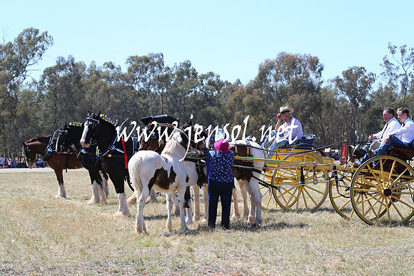BarellanHeavyHorses2014_0214