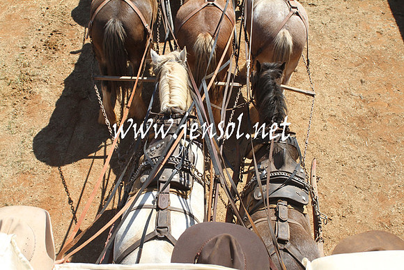 BarellanHeavyHorses2014_0484