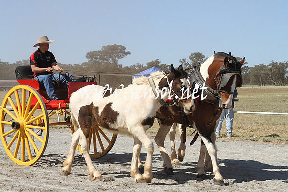BarellanHeavyHorses2014_0580