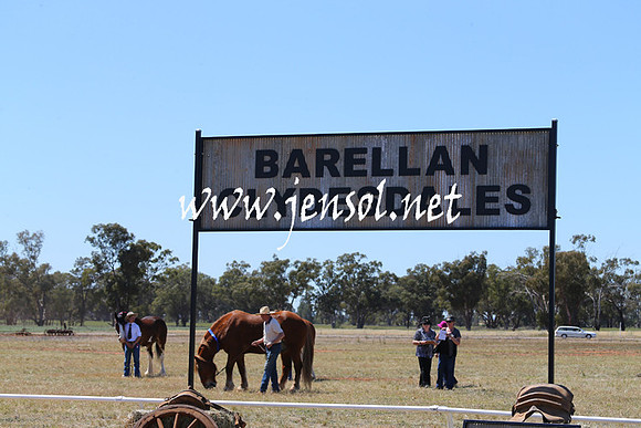 BarellanHeavyHorses2014_0137