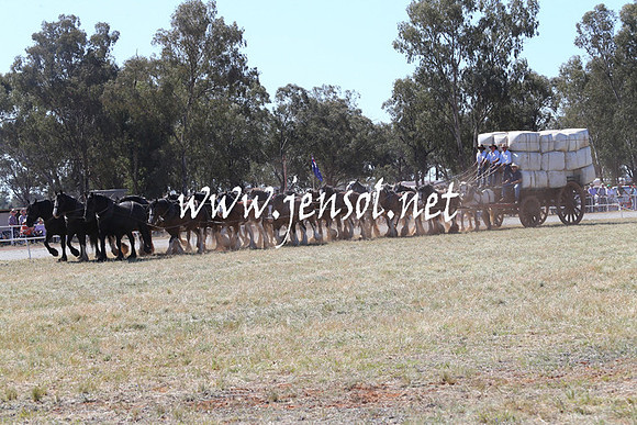BarellanHeavyHorses2014_0278