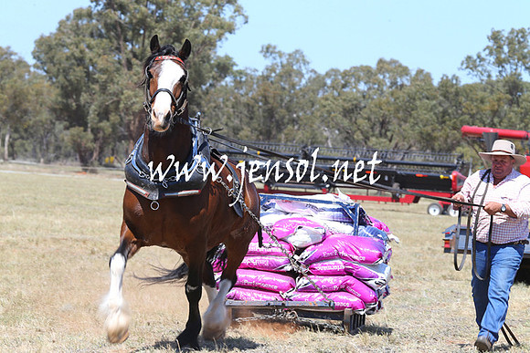 BarellanHeavyHorses2014_0015