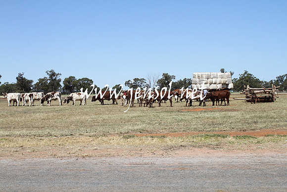 BarellanHeavyHorses2014_0460