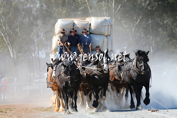 BarellanHeavyHorses2014_0330