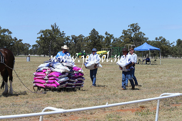 BarellanHeavyHorses2014_0021