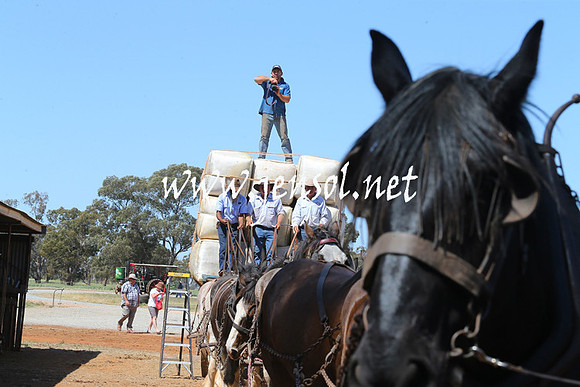 BarellanHeavyHorses2014_0090
