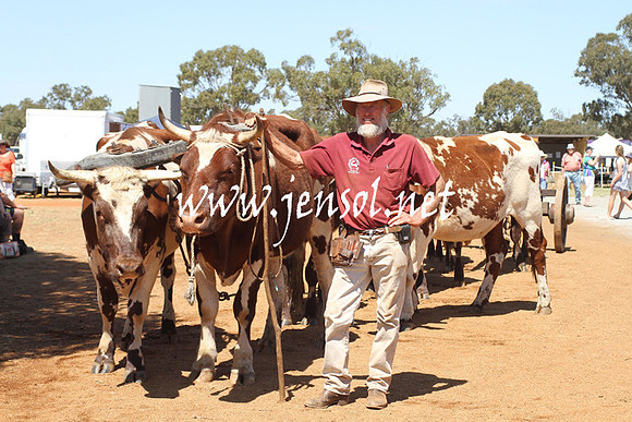 BarellanHeavyHorses2014_0436