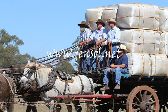 BarellanHeavyHorses2014_0296