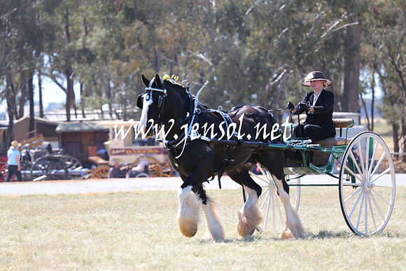 BarellanHeavyHorses2014_0174