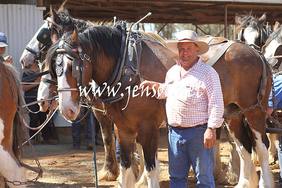 BarellanHeavyHorses2014_0508