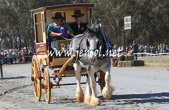BarellanHeavyHorses2014_0306
