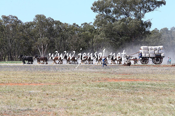 BarellanHeavyHorses2014_0255