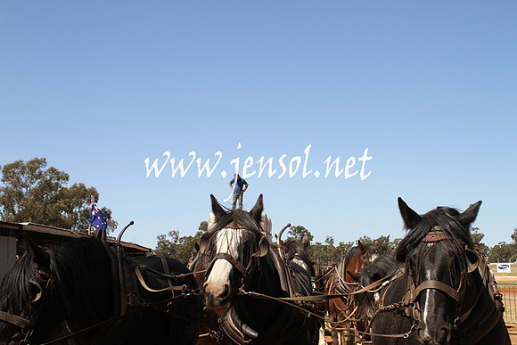 BarellanHeavyHorses2014_0507