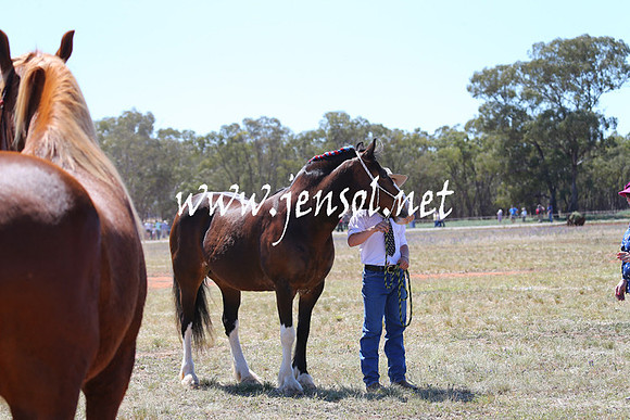 BarellanHeavyHorses2014_0142