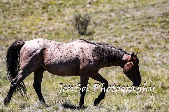 BrumbiesTumutDec17_0170