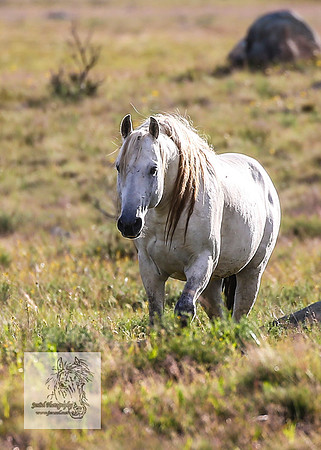 Brumbies3Jan22_0013