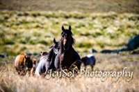 BrumbiesFeb17_1463