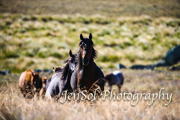 BrumbiesFeb17_1463