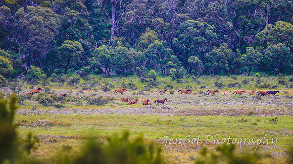 Brumbies27122021_0108