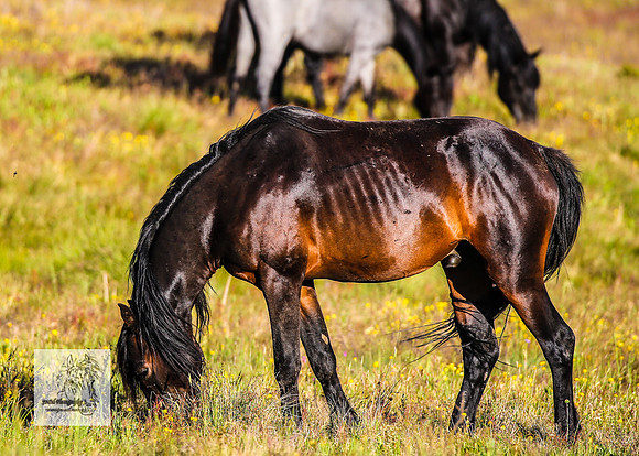 Brumbies30122021pm_0315