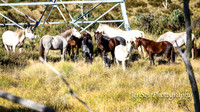10. Bullocks Hill Easter 2019