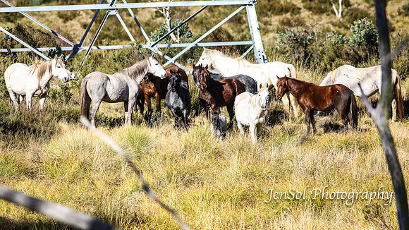 EasterBullocks2019_0190