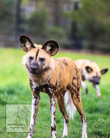 CanberraZooSep20_0232