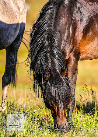 Brumbies30122021pm_0124