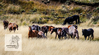 BrumbiesMar21_0047