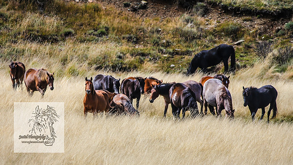 BrumbiesMar21_0047