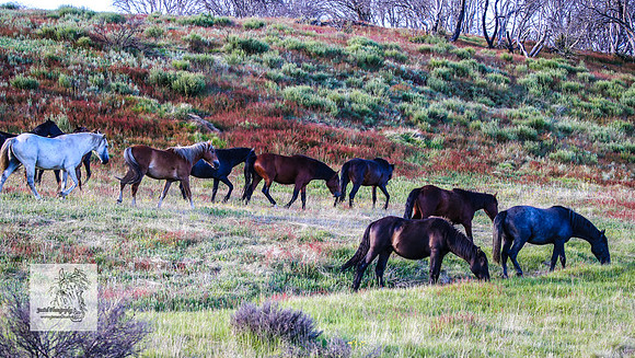 Brumbies29122021_0109