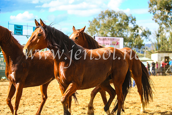 TumutRodeo2017_1888