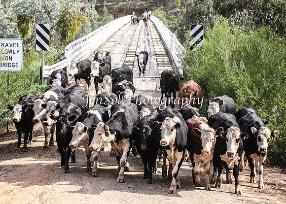 Cabcattle20121_0048