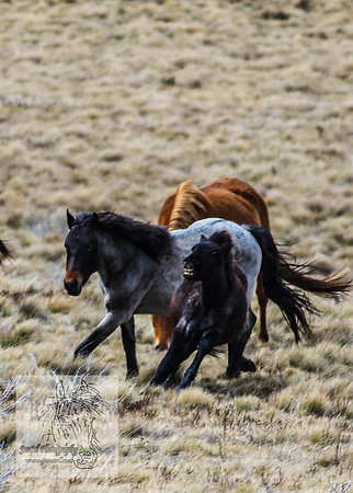 BrumbiesOctober2024_0094