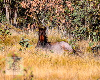 BrumbiesAnzacSat2024_0955