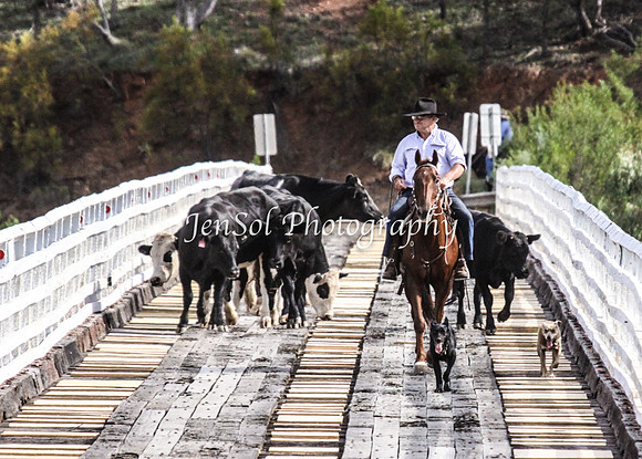 Cabcattle20121_0049