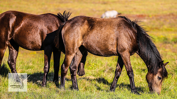 Brumbies30122021pm_0193