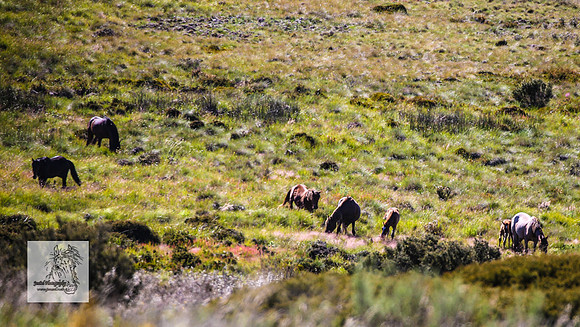 Brumbies29122021_0321
