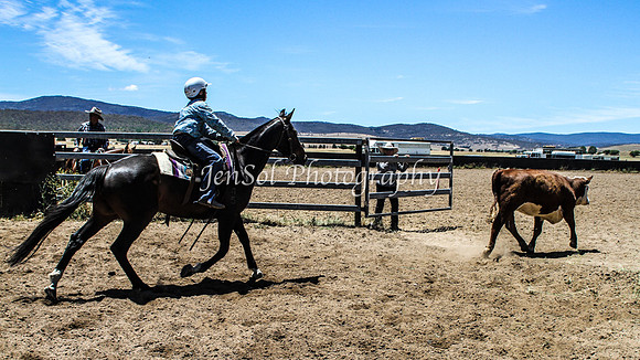 AdaminabyCampdraft2015_0732