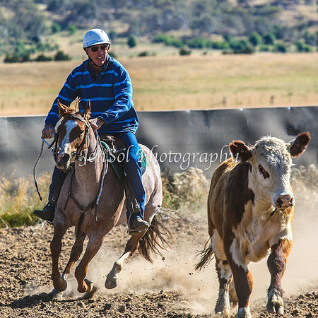 AdaminabyCampdraft2015_0032