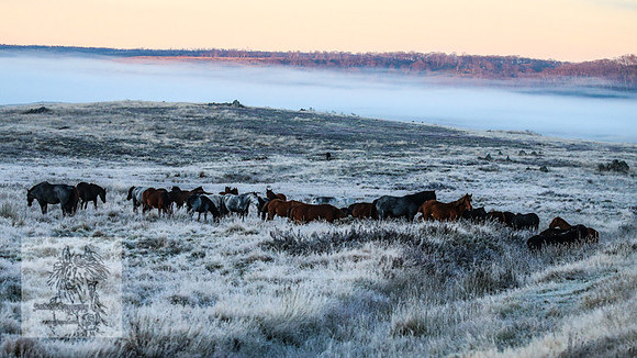 BrumbiesEasterSun2022_0022