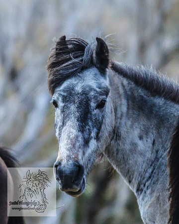 BrumbiesOctober2024_0017