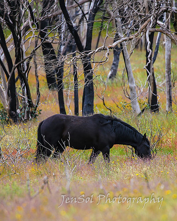 Brumbies27122021_0070