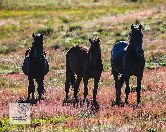 Brumbies29122021_0167