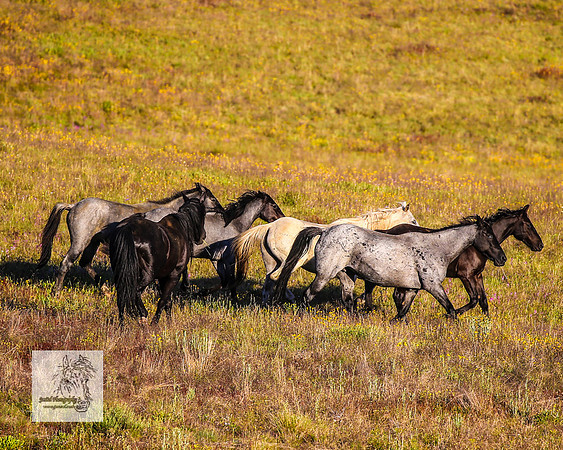 Brumbies30122021pm_0011